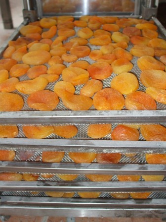 Apricot Drying 