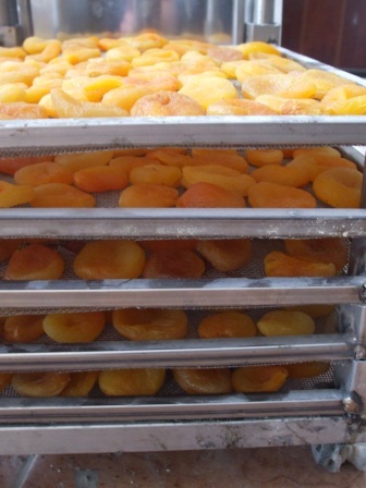 Apricot Drying arabası