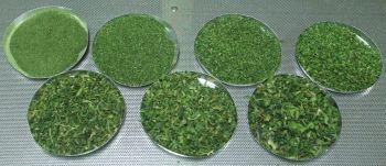 general spinach powder